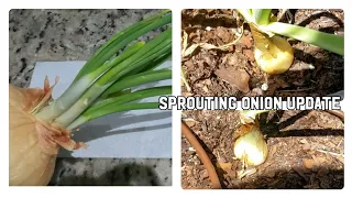 I planted a sprouted onion and this happened 😮  Growing onions #gardening  #onion  #homestead