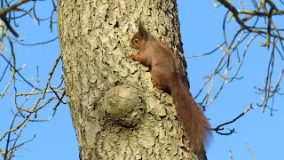 Red squirrels at Smardale Nature Reserve in Cumbria