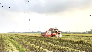 Lovol RG108 Plus Harvester｜Efficient and Reliable Partner
