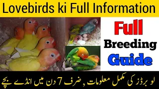 Lovebirds ki full and complete information | Fisher,lutino,albino breeding tips in Urdu/hindi