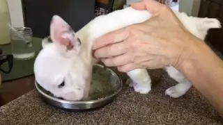 Rescue Feisty Tiny Frenchie Bulldog Can’t Walk Fights To Be Able To Live A Good Life