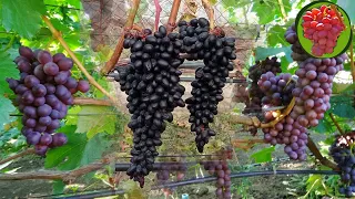 @Зимостійкий виноград для арки  Ч 1  Смачний виноград їсти