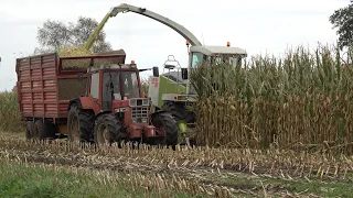 Mais hakselen met Claas Jaguar 860 en International Harvester 1056 XL Ergo-S (2021)