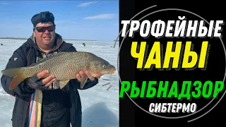 4 ДНЯ РЫБЫ ЗАКРЫТИЕ СЕЗОНА! ТАКОГО УЛОВА ЕЩЕ НЕ БЫЛО! РЫБНАДЗОР СИБТЕРМО КОШМАРИТ РЫБАКОВ В РАБОТЕ!