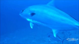 Amberjacks at -120 meters / - 400 feet