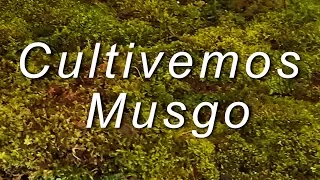 Cultivemos Musgo