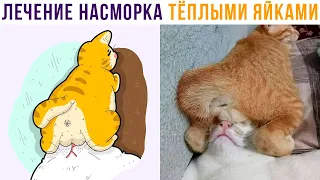 ПО МЕТОДУ МАЛЫШЕВОЙ))) Приколы с котами | Мемозг 773