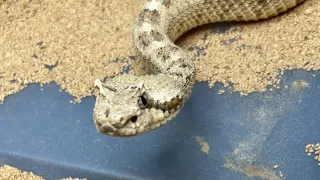 Sidewinder rattlesnake live feeding !
