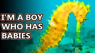 Seahorse facts: yes, they're fish! | Animal Fact Files