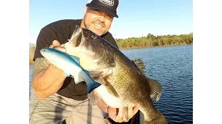 Huddleston Deluxe Swimbait Big Bass Feb 12, 2017. Florida.