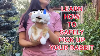 HOW TO SAFELY PICK UP YOUR BUNNY RABBIT