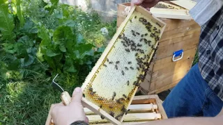 УЛЕЙ "ВЕЛИКОРУСЬКИЙ"™ Часть 6. Медосбор Beekeepers Honeybees Beehives ミツバチ