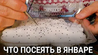 ЧТО ПОСЕЯТЬ В ЯНВАРЕ