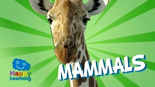 Mammals | Educational Video for Kids