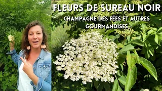 Les 🌸fleurs🌸 de sureau noir: champagne des fées et autres gourmandises 😋