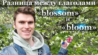 Какая разница между глаголами «blossom» и «bloom» в английском языке?