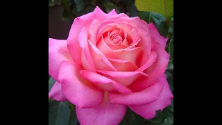 весенняя обрезка чайно-гибридных роз, питомник роз полины козловой rozarium.biz