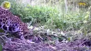 Дальневосточный леопард с добычей/Amur leopard with prey