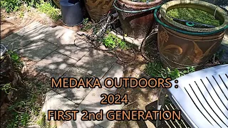 medaka rice fish outdoors -2024 - first 2nd generation