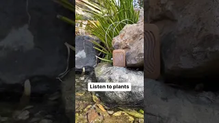 Listen to plants with PlantWave