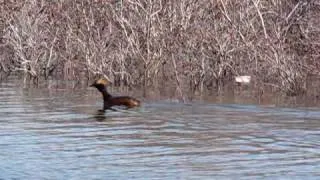 Horned Grebe