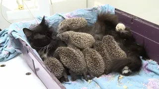 Diese IGEL wurden zu Waisen, doch was ihnen passiert ist, hat uns inspiriert!