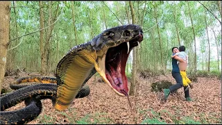 Terrifying moments of father and son when being attacked by ferocious cobras in the forest - 2