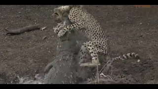 crocodile attacks  cheetah slow motion