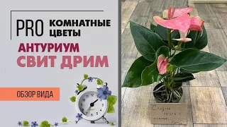 Антуриум Свит Дрим - сладкая мечта | Розовый сорт антуриума | Цветок мужское счастье