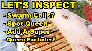 Beekeeping | Swarm Cells, Looking For The Queen & Adding A Super