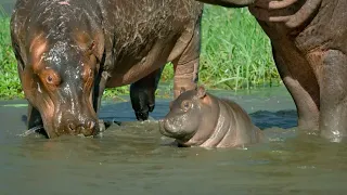 Mother Hippo Fights to Protect Her Calf | Natural World | BBC Earth