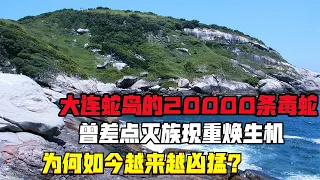 大連蛇島的2萬條毒蛇，曾差點滅族現重煥生機，為何越來越兇猛？