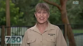 Terri Irwin invites everyone to the unveiling of Steve's Hollywood star