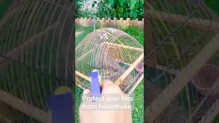 Protect your birds from Heatstroke #protection #heatwave #save #birds