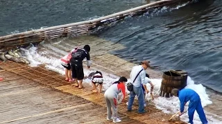 Banboo Trap system To Catch Huge Fish「大漁」大瀬観光やな 栃木県茂木町