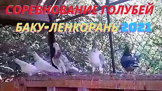 Соревнование голубей в Баку! Гулиев Мехман! Ленкорань!