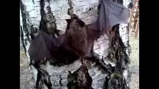 Мышь на дереве 2015 год "Старый Оскол"