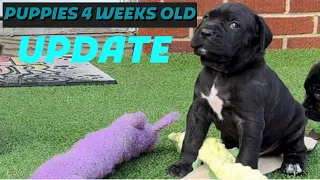 How we raise litter of Cane Corso puppies 4 week old update #canecorso #dogtraining #dog