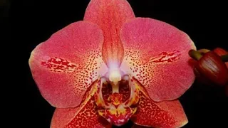 Орхидея Leco Fantastic фантастик. Пересадка из мха.