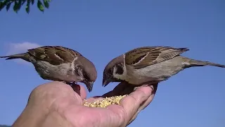 餌を貰いに手の上に飛んで来る雀達  20240525 7（天満宮）