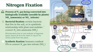 APES 1.5 Notes - Nitrogen Cycle