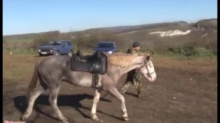 В Курской области конокрада задержали с поличным