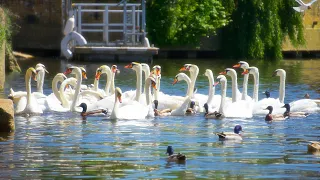 St Ives Cambridgeshire 21.05.2020 4K Free Stock Photos & Videos