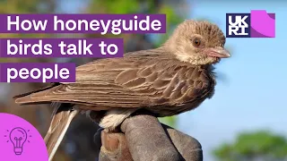 How honeyguide birds talk to people | The secrets of #HoneyHarvesting in #Africa