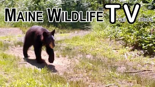 One Year Wildlife Activity @ Bog Brook 2020 | Trail Cam | Maine Wildlife Trail Video
