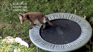 Fox cubs discover a trampoline | "Exercise" - A Short Film by Andrew Brand