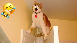 TRY NOT TO LAUGH 😘 Funny Cats Moments 🙀😹