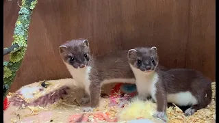 Whisper & Stuart: Two Adorable Stoat Kits Meet | Rescued & Returned to the Wild | Robert E Fuller