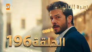 مسلسل زهرة الثالوث - الحلقة 196 | مدبلج | الموسم الثاني