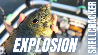 Bedding Shellcracker fishing made easy! (Tons of fish action)